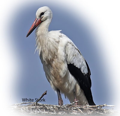 Stork White