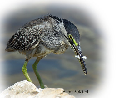 Heron Striated