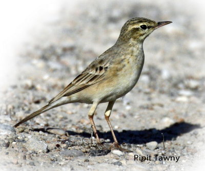 Pipit Tawny