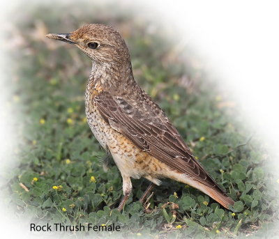 Thrush Rock Female