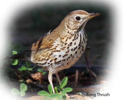 Thrush Song