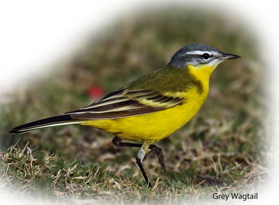 Wagtail Grey 