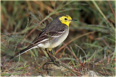 Wagtail Grey