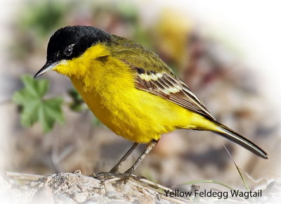 Wagtail Yellow