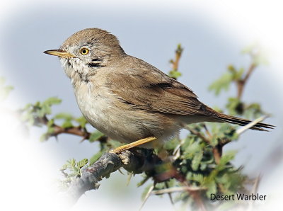 Warbler Desert