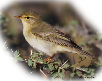 Warbler Willow 