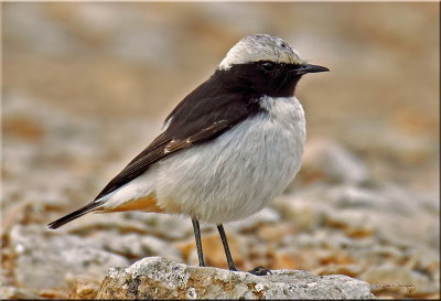 Wheatear Mourning
