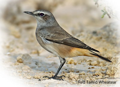 Wheatear Red Tailed