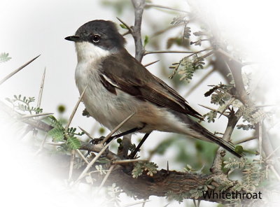 Whitethroat