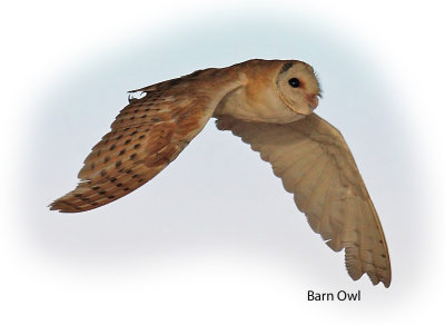 Owl Barn 1.jpg