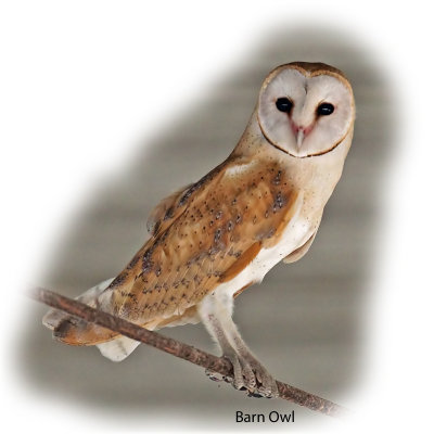 Owl Barn.jpg