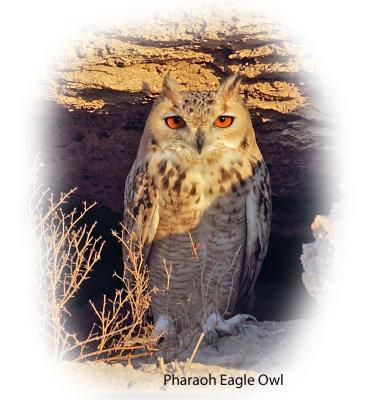 Owl Pharaoh Eagle 1.jpg