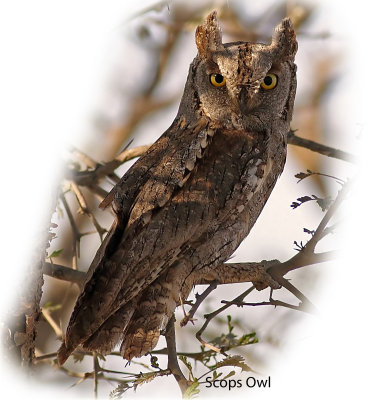 Owl Scops 1.jpg