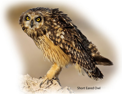 Owl Short Eared 1.jpg