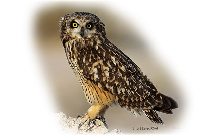 Owl Short Eared 2.jpg