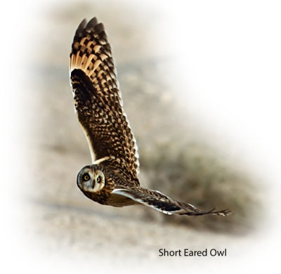 Owl Short Eared 3.jpg