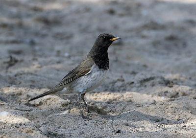 Thrush