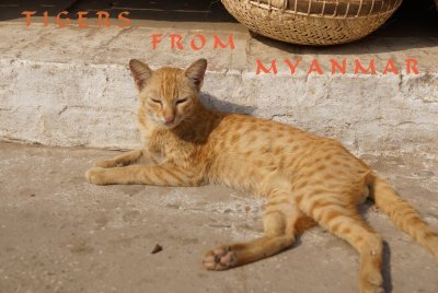 Tigers of Myanmar