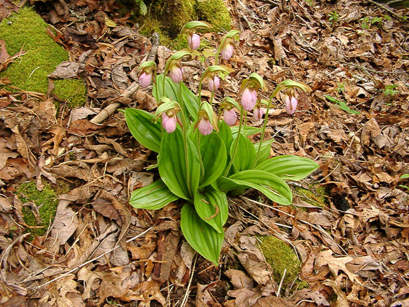 h99 <i>Cypripedium acaule</i>