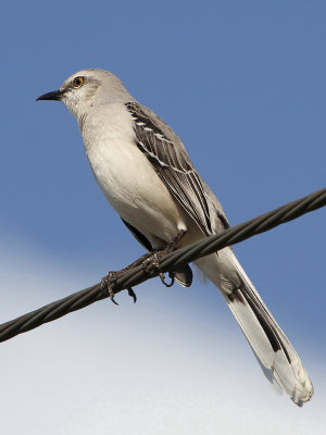 Tropical Mockingbird - Tropische Spotlijster - Moqueur des savanes