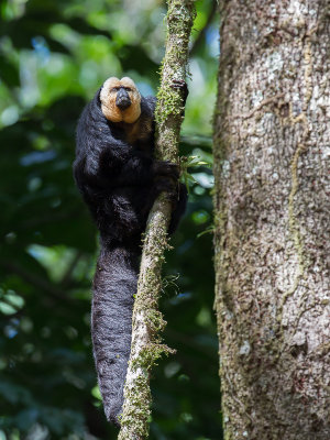 White-faced saki 