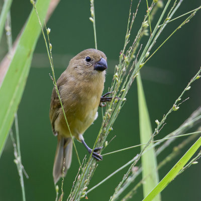 Wing-barred Seedeater - Bont Dikbekje - Sporophile  ailes blanches (f)