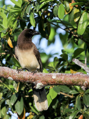 Brown Jay - Bruine Gaai - Geai enfum