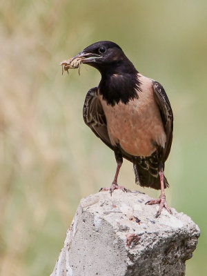 Rosy Starling - Roze Spreeuw - tourneau roselin