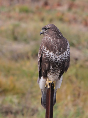 Common Buzzard - Buizerd - Buse variable