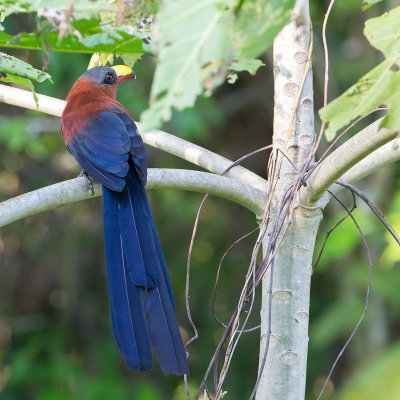 Yellow-billed Malkoha - Sulawesimalkoha - Malcoha à bec peint