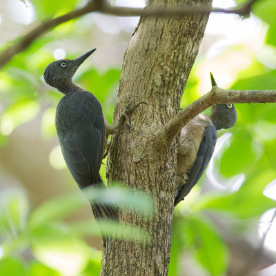 Ashy Woodpecker - Sulawesispecht - Pic fauve (f)