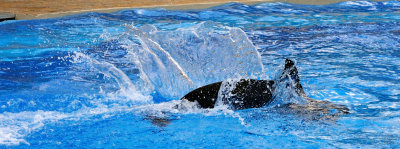 Splashihng About