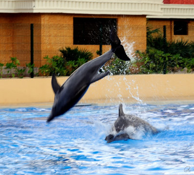 Dolphinaris