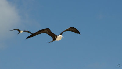 Magnificent Frigate Birds