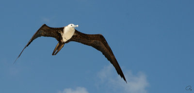 Another Magnificent Frigate Bird