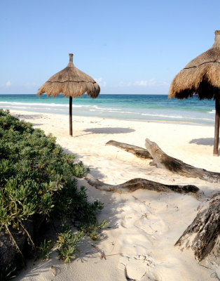 Palapas And Driftwood
