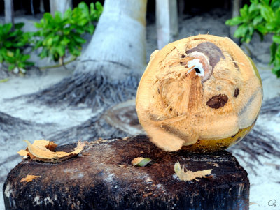 Coconut Drink Anyone?