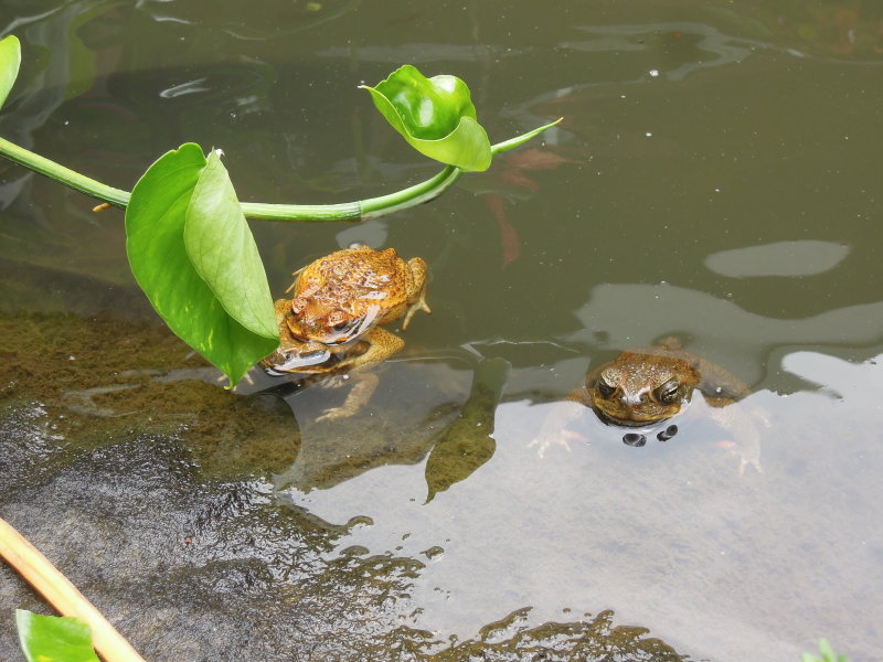 DSCN4739.JPG