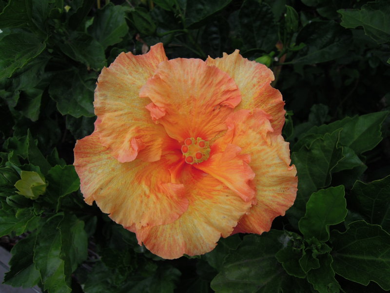 DSCN5712.JPG