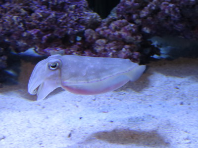 IMG_2847.JPG
