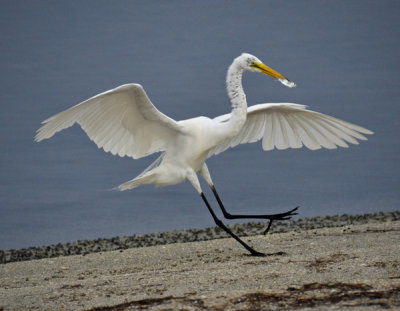 Great White Egret.jpg