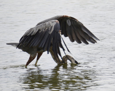 Great Blue Heron1.jpg