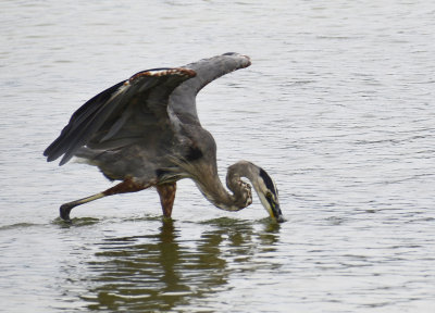 Great Blue Heron2.jpg