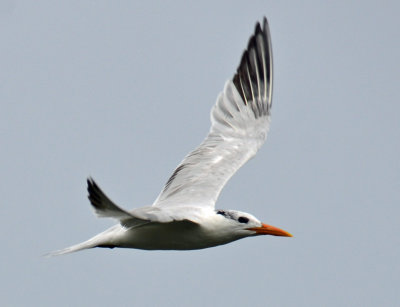 Royal Tern1.jpg