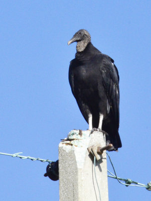 Black Vulture.jpg