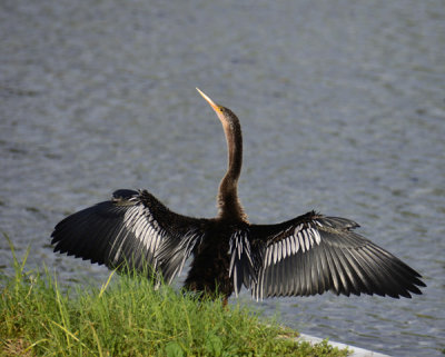 Female Anhinga1.jpg