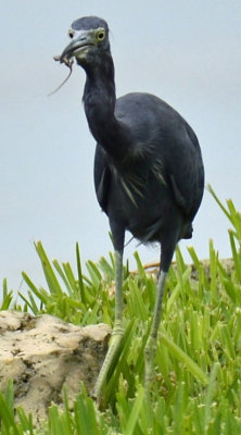 Little Blue Heron.jpg