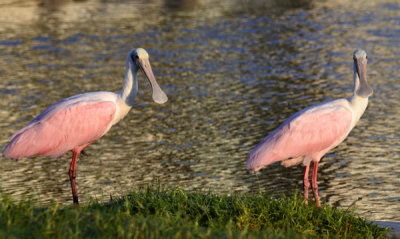 Rosette Spoonbills.jpg