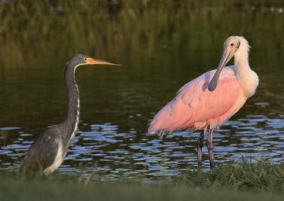 Spoonbill and Tri Colored.jpg