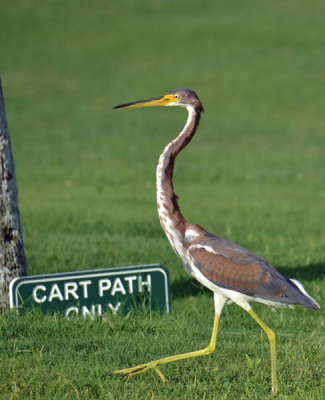 Tri-Colored Heron.jpg